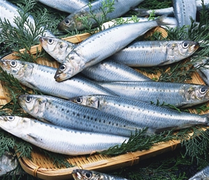 沙丁魚(yú)
