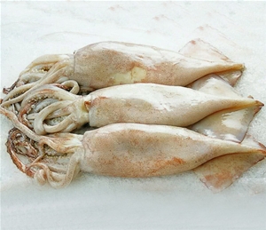 魷魚(yú)