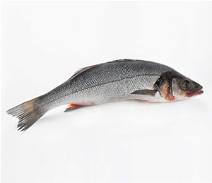 海鱸魚(yú)