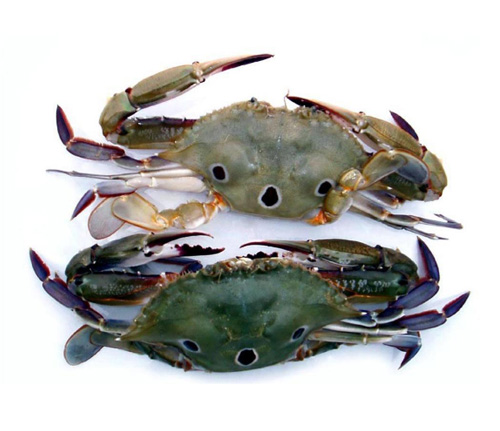 三點蟹